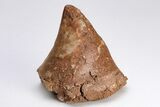 Ordovician Monoplacophoran (Gasconadeoconus) - Missouri #204288-1